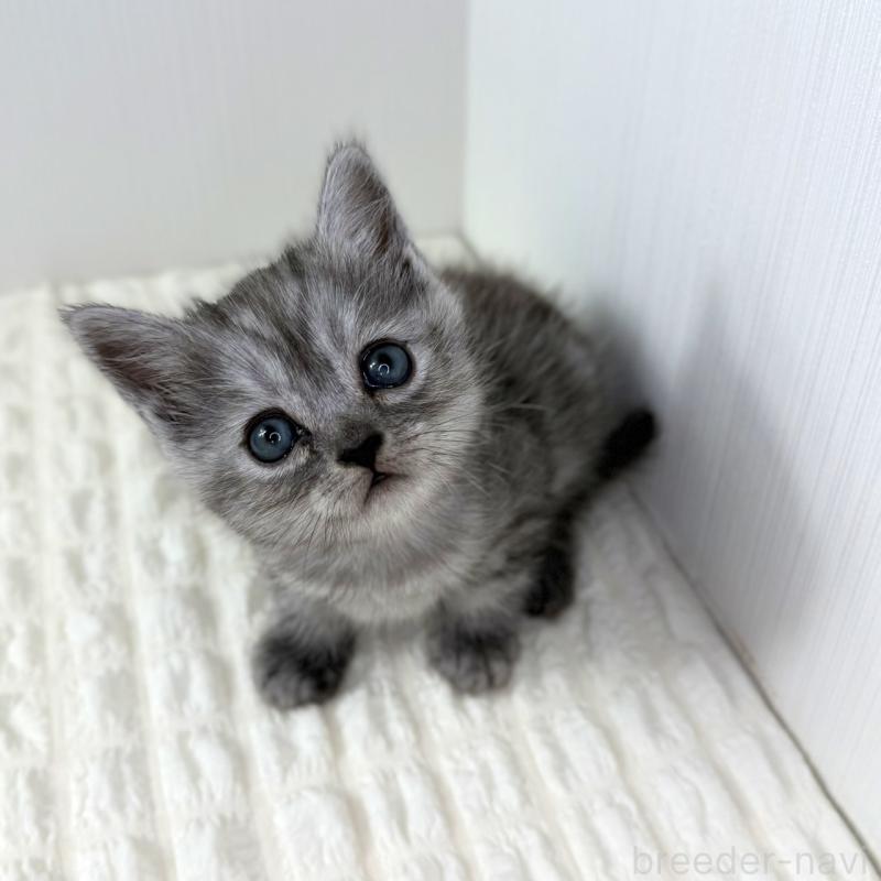 販売中の鹿児島県のミヌエット-124078の5枚目