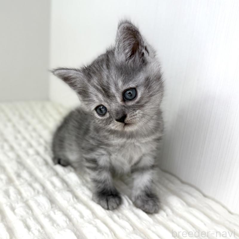 販売中の鹿児島県のミヌエット-124078の4枚目