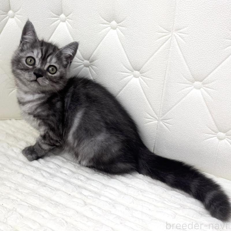 販売中の鹿児島県のミヌエット-124078の3枚目