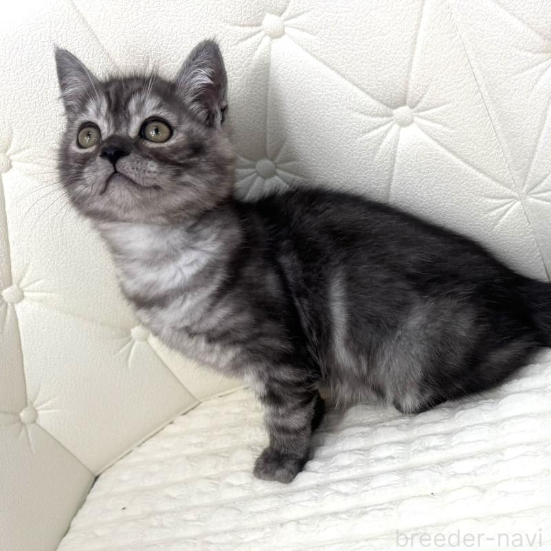 販売中の鹿児島県のミヌエット-124078の2枚目