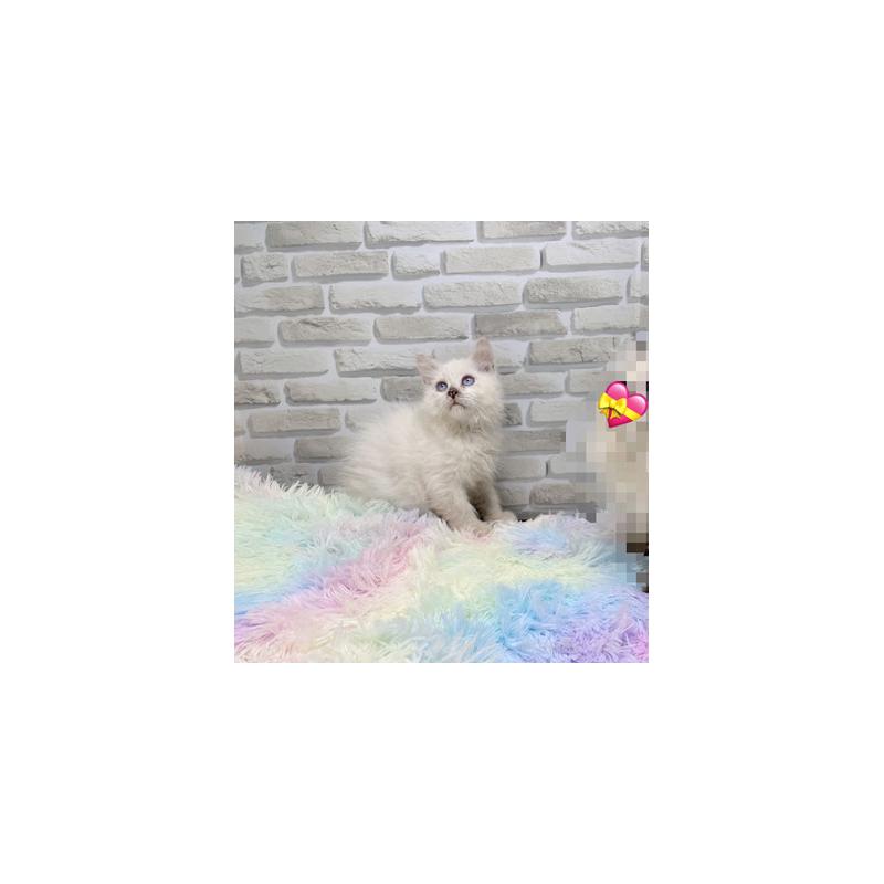 販売中の埼玉県のサイベリアン-130105の4枚目