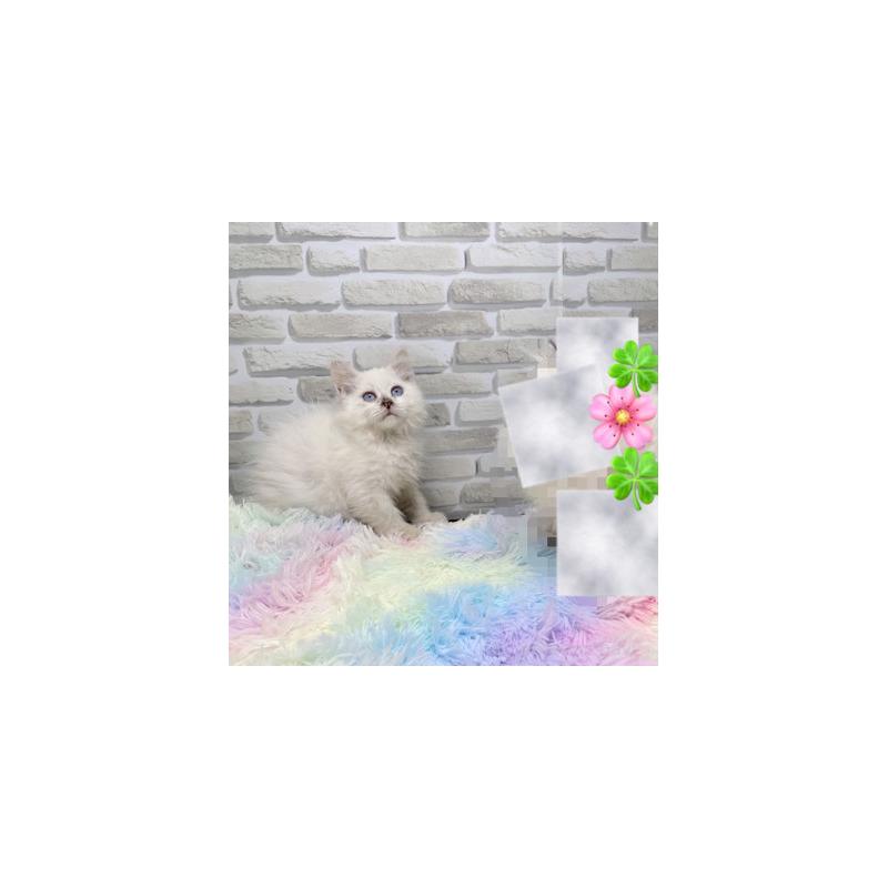 販売中の埼玉県のサイベリアン-130105の3枚目