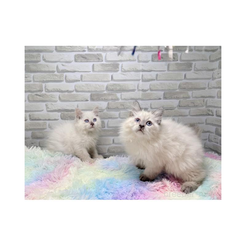 販売中の埼玉県のサイベリアン-130105の2枚目