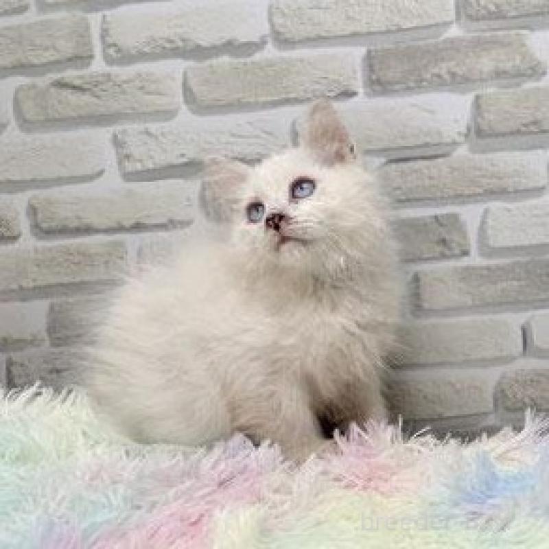 販売中の埼玉県のサイベリアン-130105