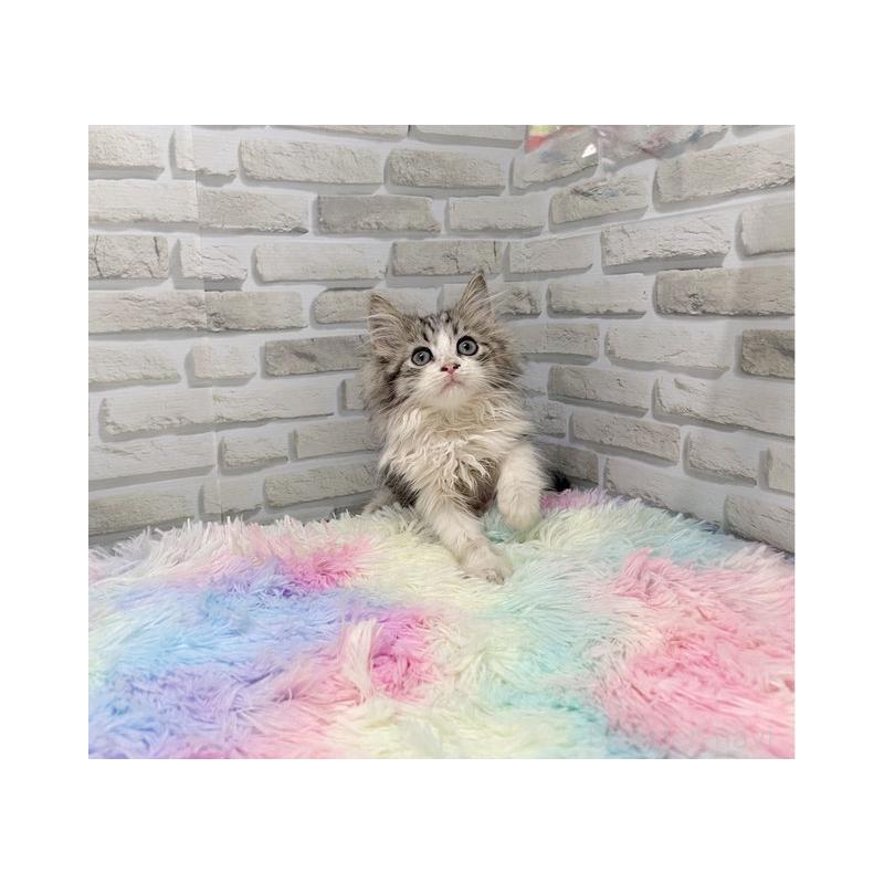 販売中の埼玉県のミヌエット-130106の2枚目