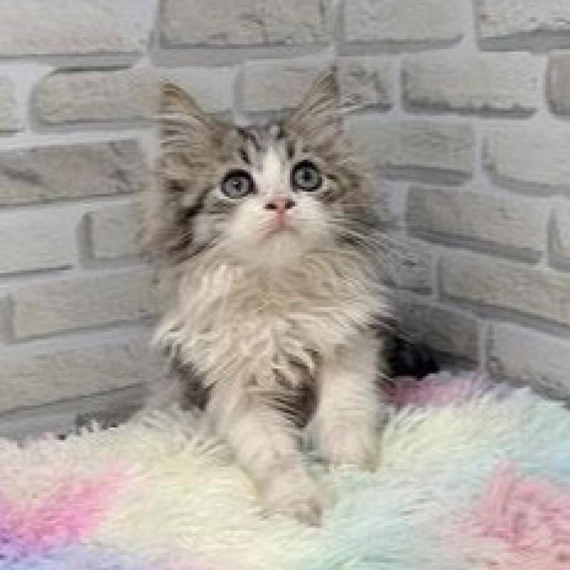 販売中の埼玉県のミヌエット-130106