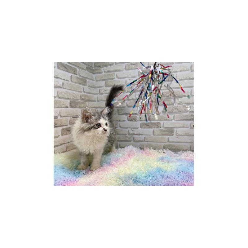 販売中の埼玉県のミヌエット-130108の3枚目