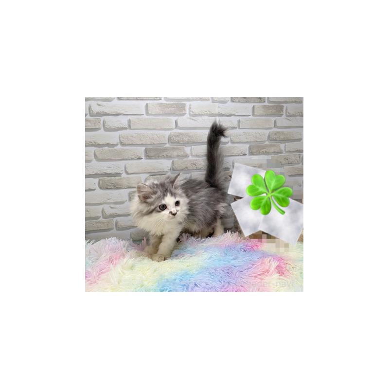 販売中の埼玉県のミヌエット-130108の4枚目