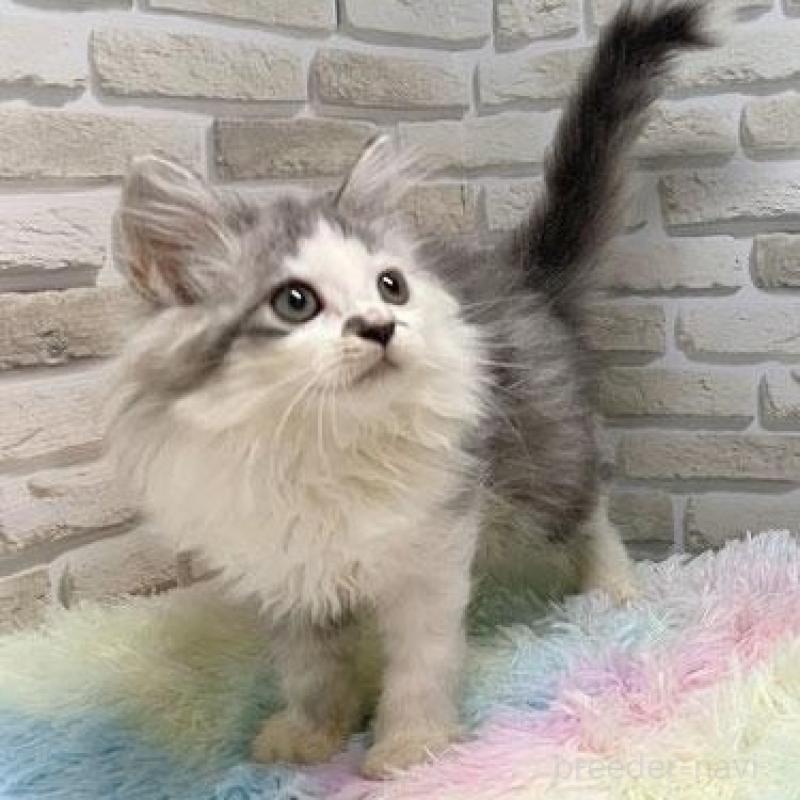 販売中の埼玉県のミヌエット-130108