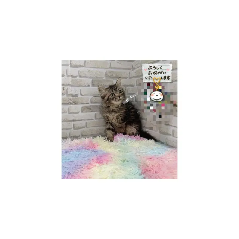 販売中の埼玉県のスコティッシュフォールド-130110の3枚目