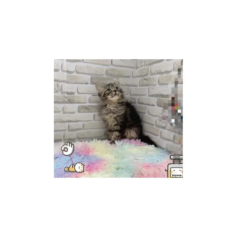 販売中の埼玉県のスコティッシュフォールド-130110の2枚目