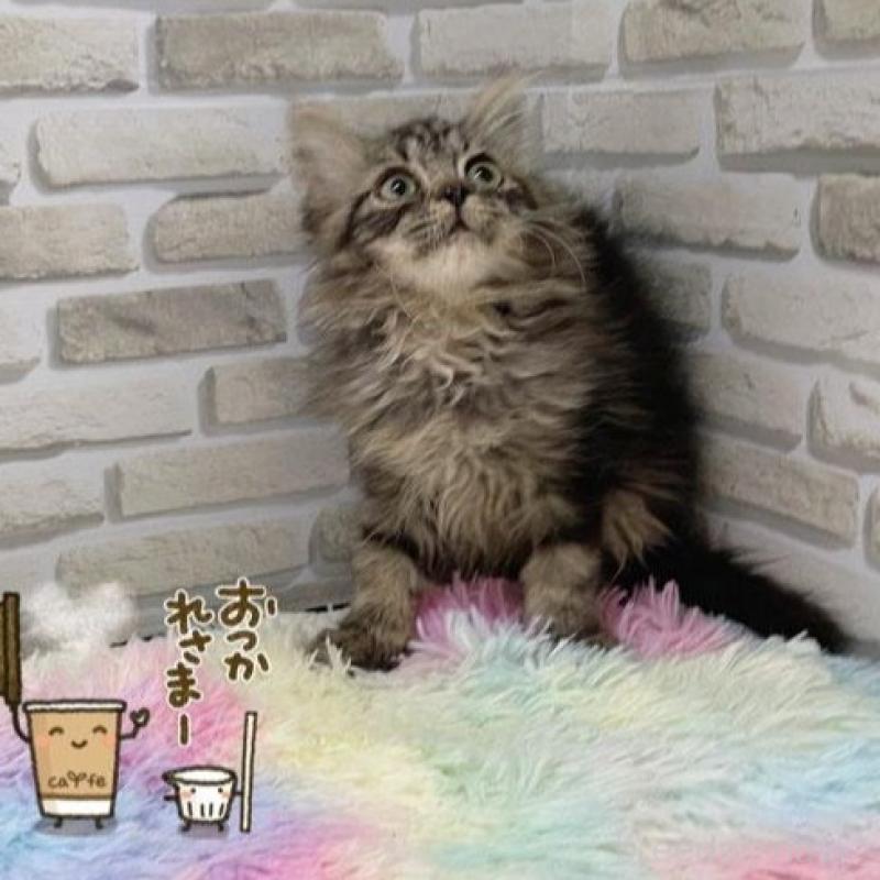 販売中の埼玉県のスコティッシュフォールド-130110