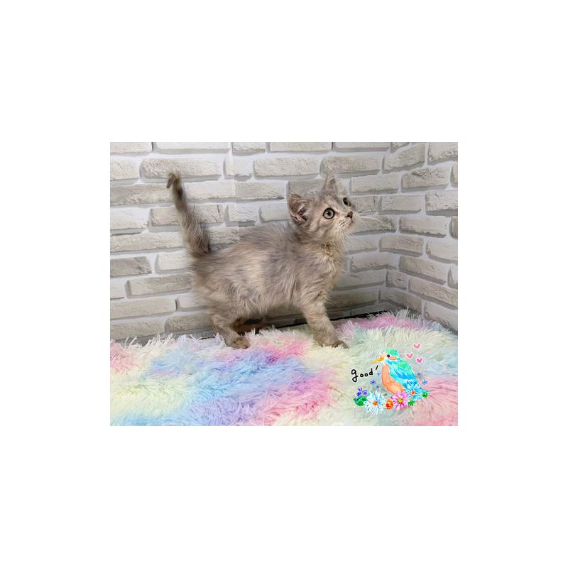 販売中の埼玉県のスコティッシュフォールド-130111の3枚目