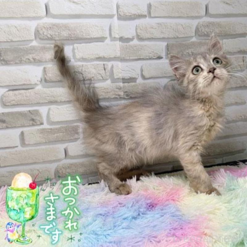 販売中の埼玉県のスコティッシュフォールド-130111の1枚目