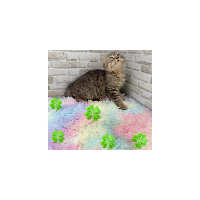 販売中の埼玉県のスコティッシュフォールド-130112の4枚目