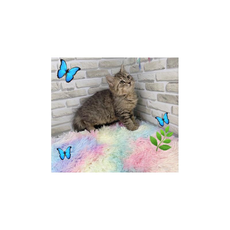 販売中の埼玉県のスコティッシュフォールド-130112の3枚目