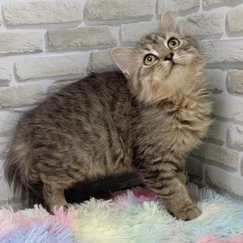 販売中の埼玉県のスコティッシュフォールド-130112の1枚目