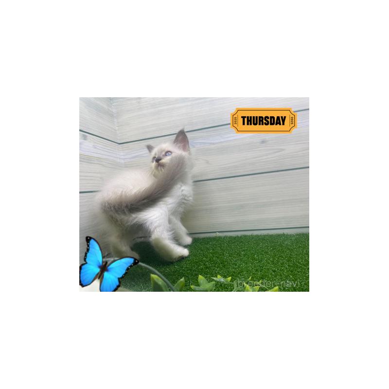 販売中の埼玉県のラグドール-130113の2枚目