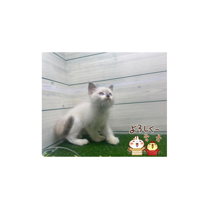 販売中の埼玉県のラグドール-130113の3枚目