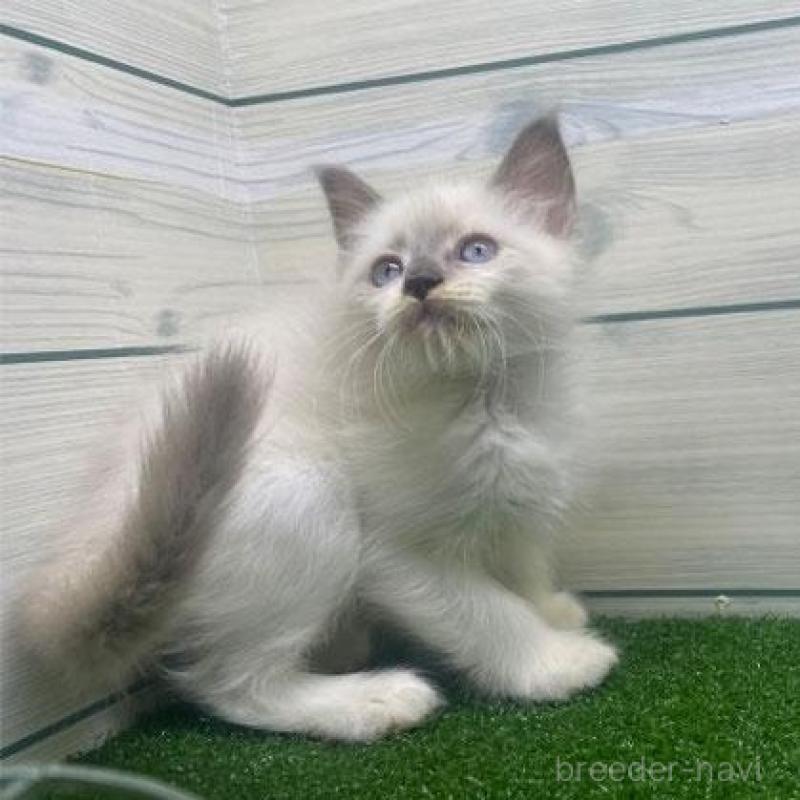 販売中の埼玉県のラグドール-130113の1枚目