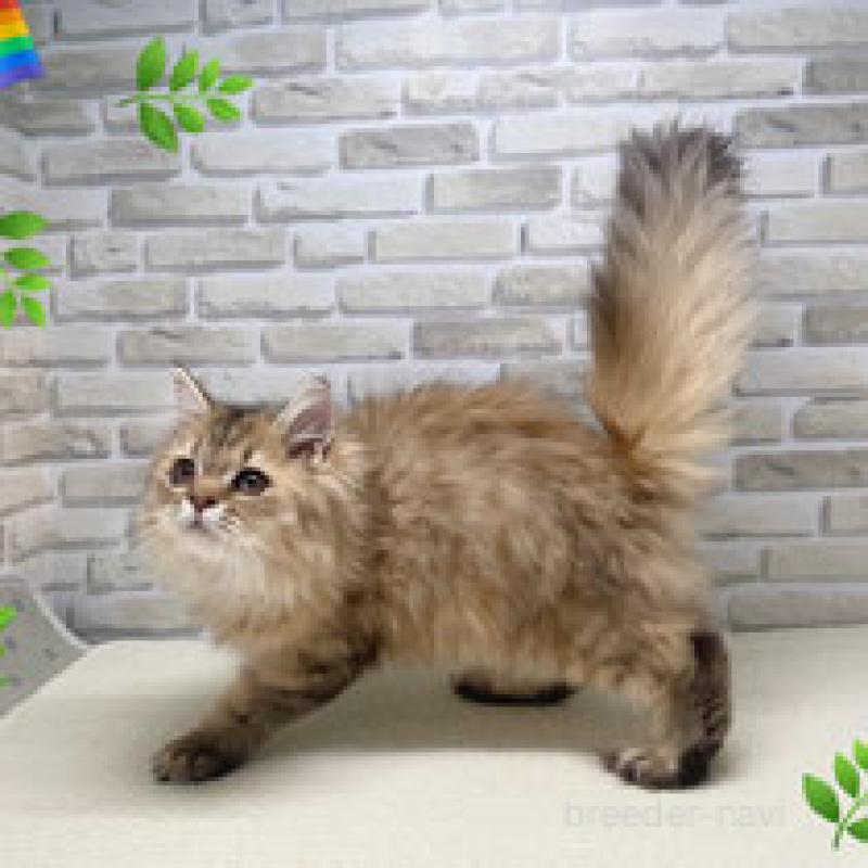 販売中の埼玉県のサイベリアン-130114の4枚目