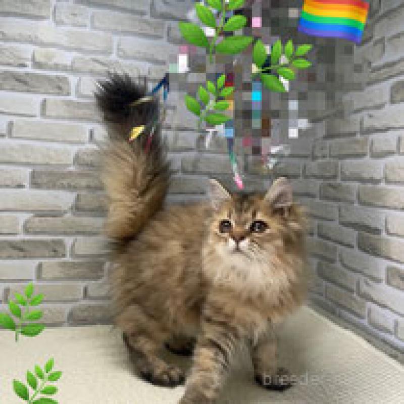 販売中の埼玉県のサイベリアン-130114の2枚目