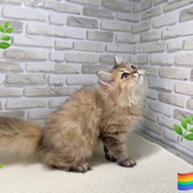 販売中の埼玉県のサイベリアン-130114の3枚目