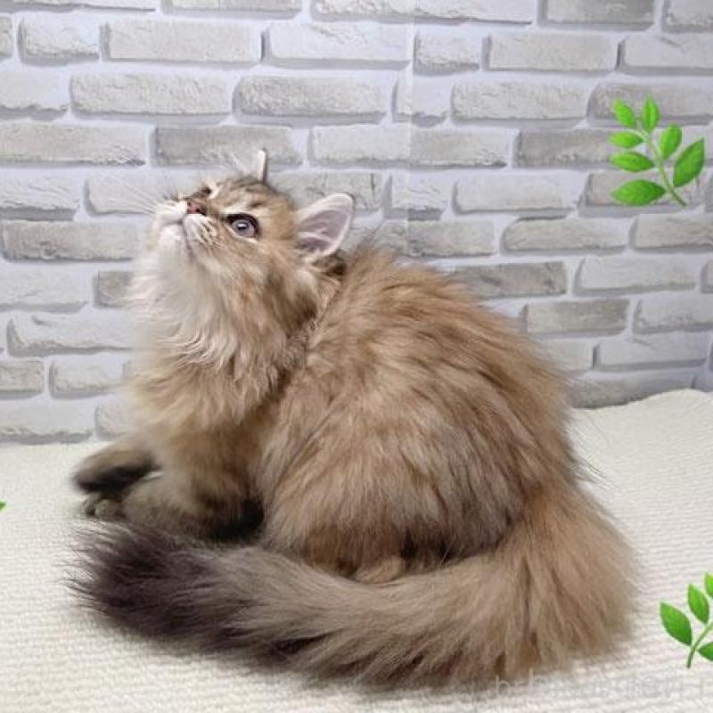 販売中の埼玉県のサイベリアン-130114の1枚目