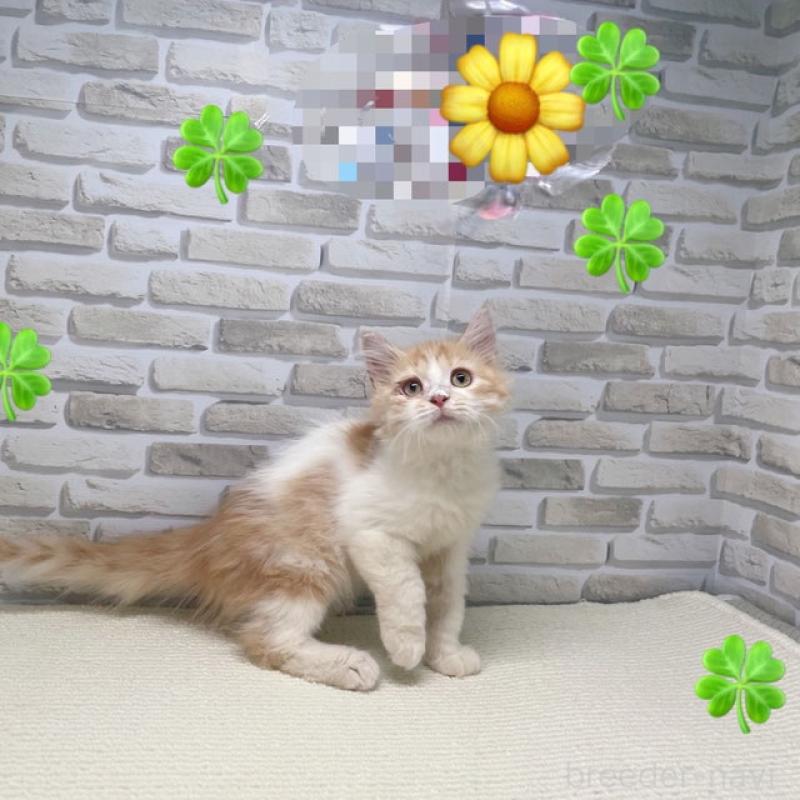 販売中の埼玉県のサイベリアン-130116