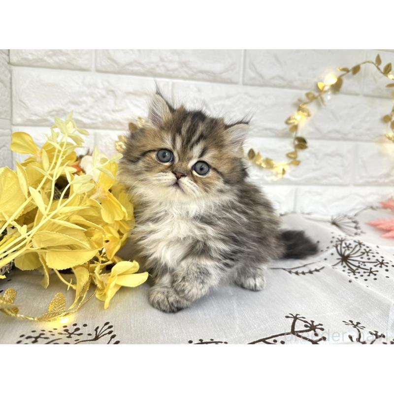 販売中の埼玉県のミヌエット(短足)-130115の1枚目