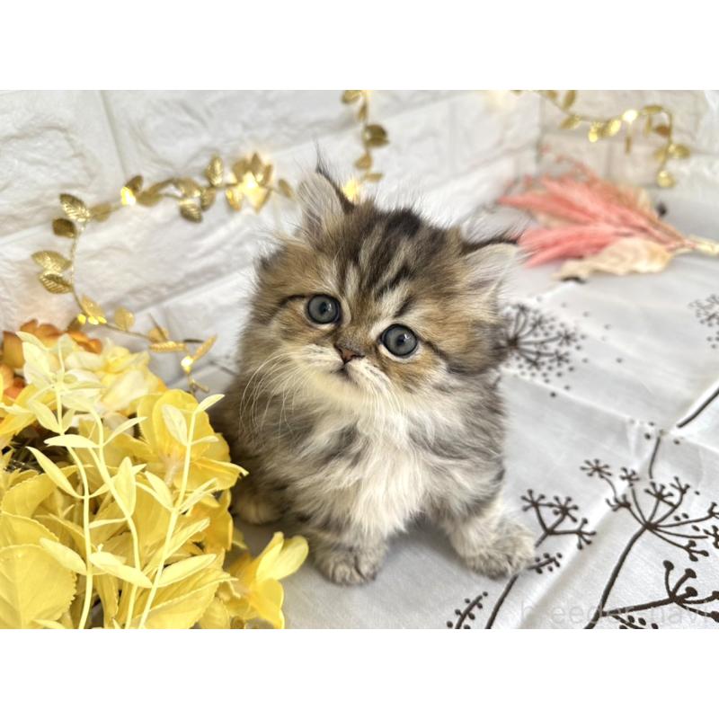 販売中の埼玉県のミヌエット(短足)-130115の6枚目