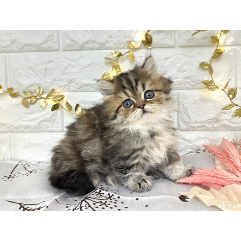 販売中の埼玉県のミヌエット(短足)-130115の5枚目