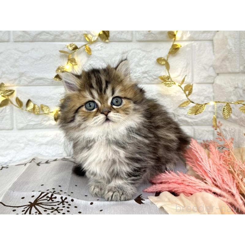 販売中の埼玉県のミヌエット(短足)-130115の4枚目