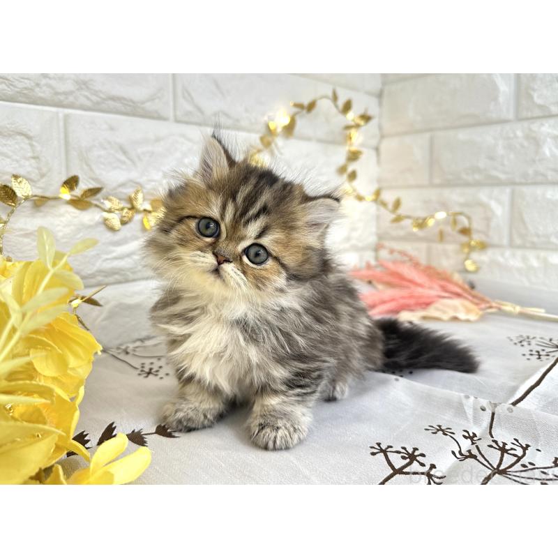 販売中の埼玉県のミヌエット(短足)-130115の3枚目