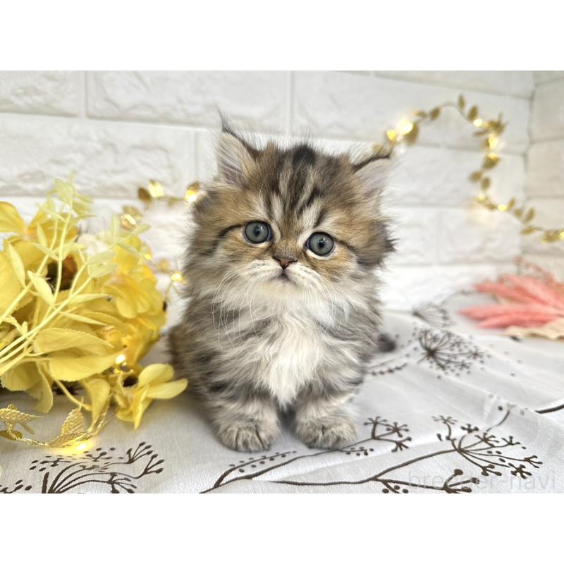 販売中の埼玉県のミヌエット(短足)-130115の2枚目