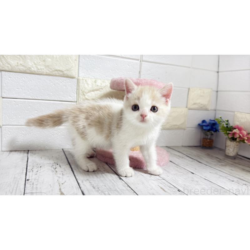 販売中の埼玉県のマンチカン-128090