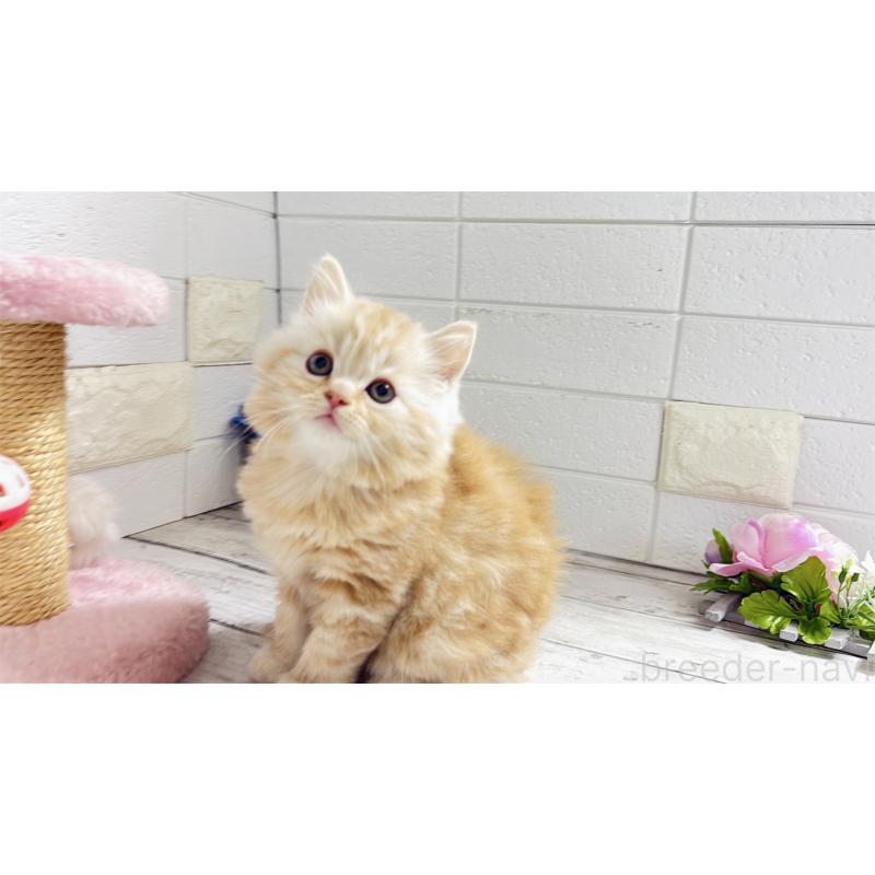 販売中の埼玉県のミヌエット-128085