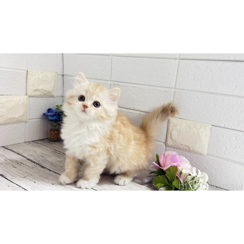 販売中の埼玉県のミヌエット-128087