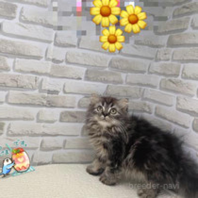 販売中の埼玉県のスコティッシュフォールド-130117の4枚目