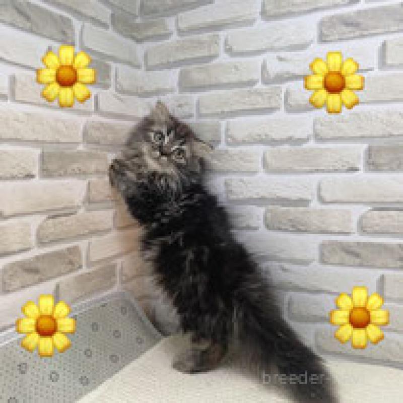 販売中の埼玉県のスコティッシュフォールド-130117の2枚目