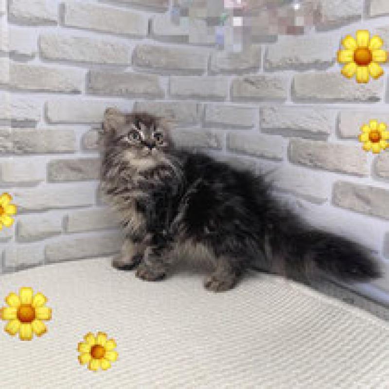 販売中の埼玉県のスコティッシュフォールド-130117の3枚目