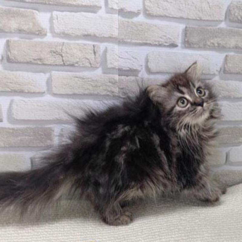 販売中の埼玉県のスコティッシュフォールド-130117