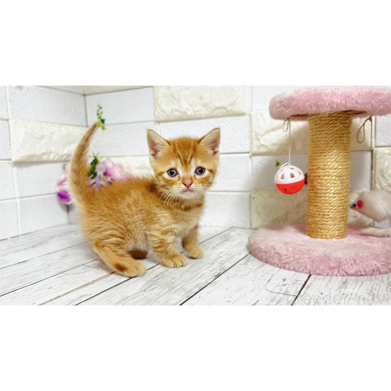 販売中の埼玉県のマンチカン(短足)-129814