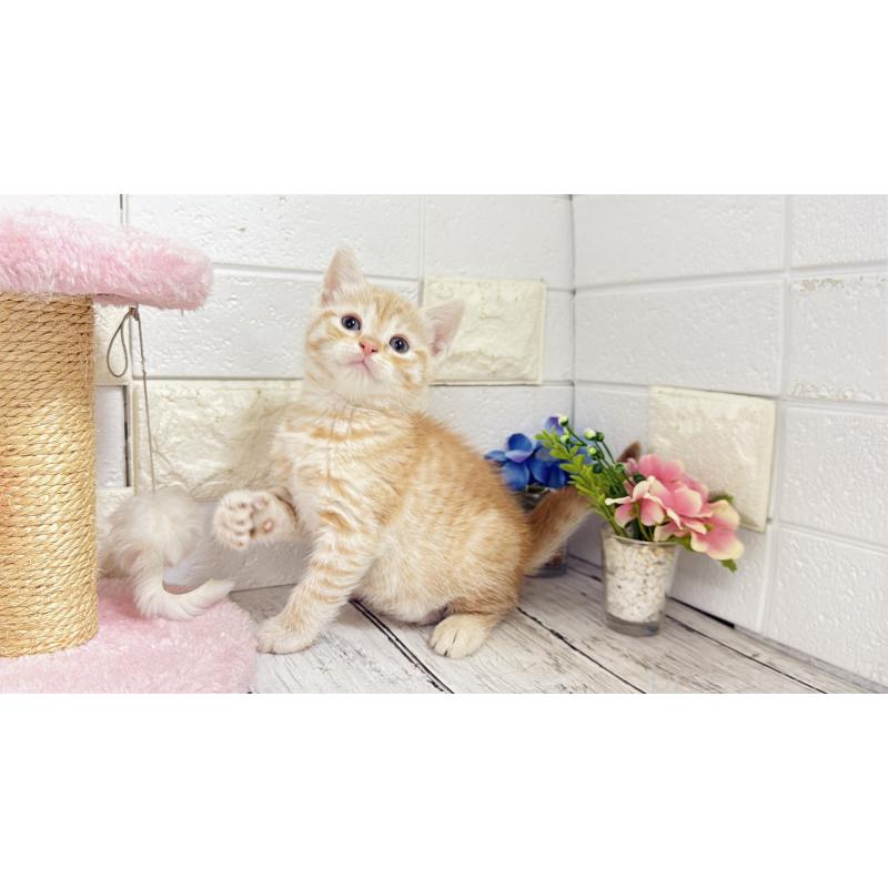 販売中の埼玉県のマンチカン-129815