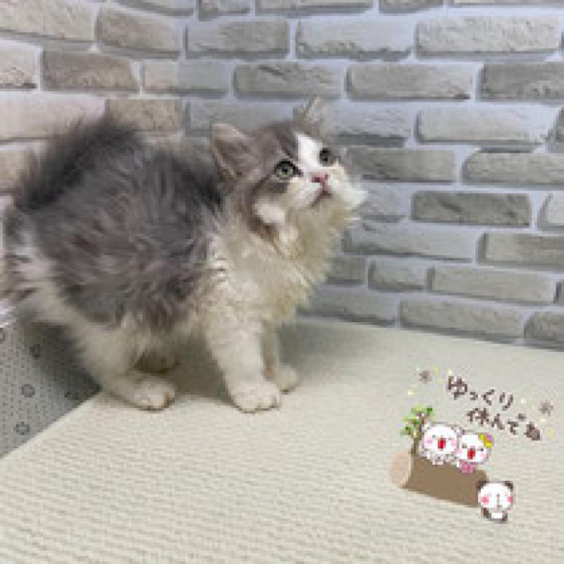 販売中の埼玉県のマンチカン-130118の4枚目