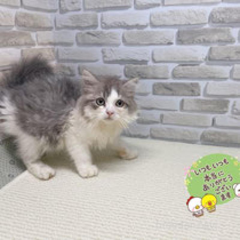 販売中の埼玉県のマンチカン-130118の2枚目