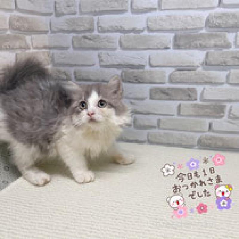 販売中の埼玉県のマンチカン-130118の3枚目