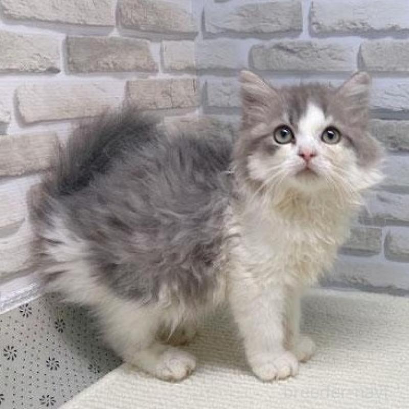 販売中の埼玉県のマンチカン-130118