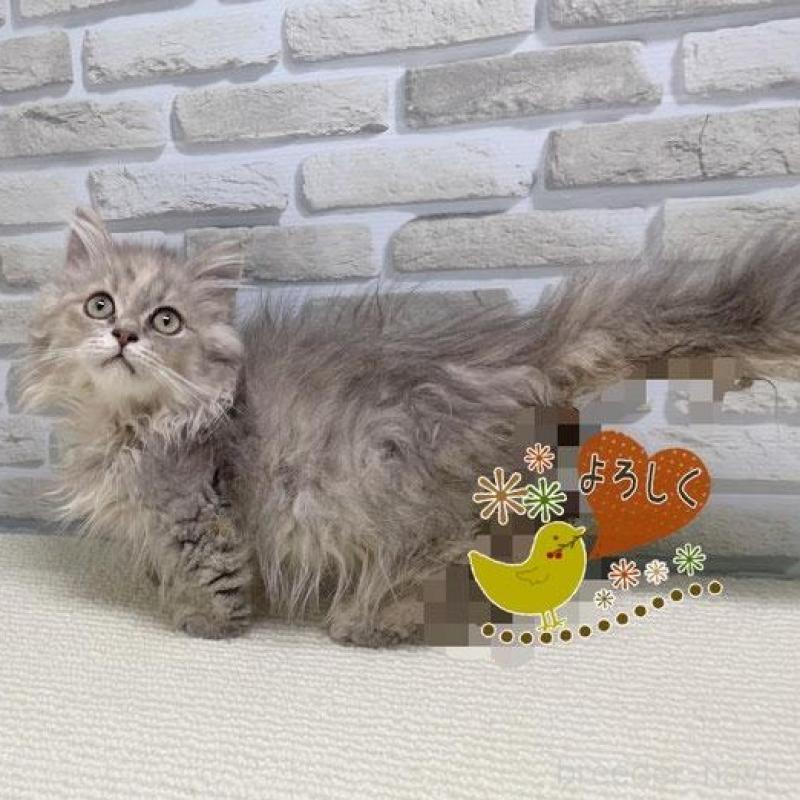 販売中の埼玉県のマンチカン(短足)-130119