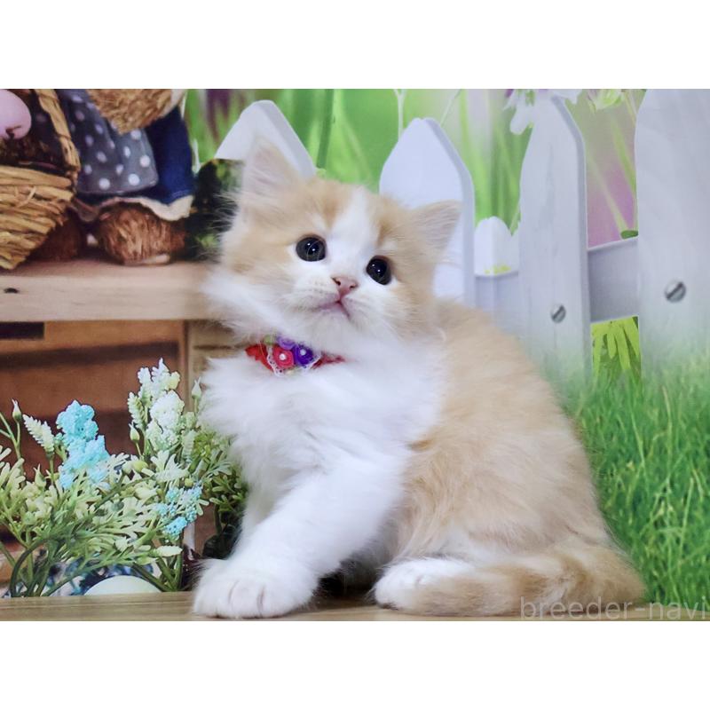 成約済の岐阜県のマンチカン-128680の4枚目